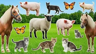 Farm Animal Sounds Collection: Chicken, Duck, Pig, Cow, Goat, Sheep