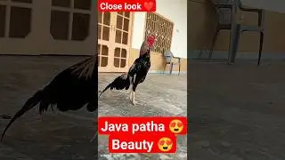 Java patha 😍 #trending #bird #masti #viralvideo #hen #youtubeshorts #chicken #pigeon #animallover