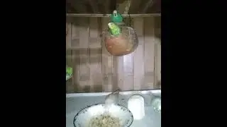 #bluebird&nbsp;#birdfreaks&nbsp;#lovebirdbrand&nbsp;#birds_adored&nbsp;#angrybirds&nbsp;#birdgang&nbsp;#planetbirds&nbsp;#instabirds&nbsp;