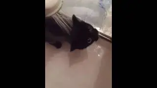 Cat's bath time (fail 2016)