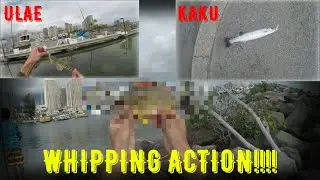 EPIC WHIPPING SESH AT ALA MOANA HARBOR!!! SUPRISE CATCH ON THE LURE? (HAWAII)(FISHING)(TILLNEXTONE)