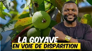 Les goyaves sont en voie de disparition. Pourtant c'est une mine d'or 