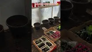 Time to grow organic veggies #canada #yyc