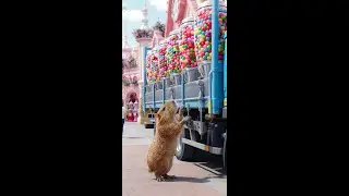 Chill Capybara's Infinite Gumball Explosion Stream!