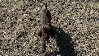 Lana the Pudelpointer Training Series pt3 New Places