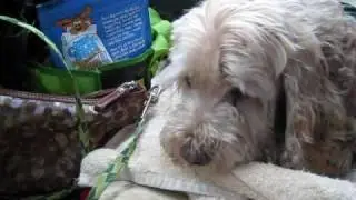 Ex puppy mill mom on her 1st vacation!