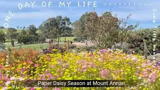 Paper Daisy Season @Mount Annan Botanic Garden #Daisy #flowers #beautiful #garden #nsw @nswtrip 