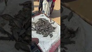 Khusiyara river fresh fish Auction🥰🥰#shorts #virulshort #fishauction #localmarket #bangladeshifish