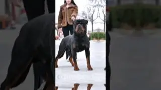 Rottweile puppy popular puppy 🐶 Dangerous dogs breeds in the world 👹 #rottweiler #puppy