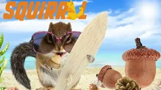 Happy Squirrel Run Run Run Song for Kids! Preschool Squirrel Song| Kids Song! Learn vocabulary easy
