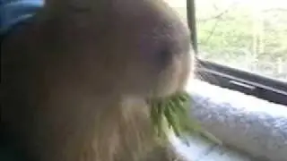 Caplin Rous Master of the Grasses