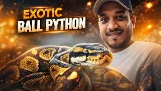 How to Care for a Ball Python? 🐍 | What Do Ball Pythons Eat & Are They Good Pets? Karnataka Aquarium