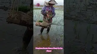 Rice Field Sniper: Watch Him THROW Seedlings With Deadly Precision & Speed! 🌾🔪#HumanSkill #MindBlown