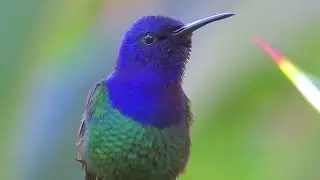 Swallow-tailed Hummingbird