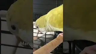 My yellow Quaker parrot 😍