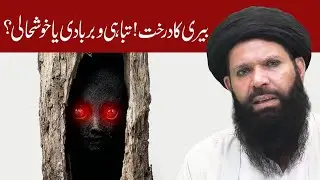 Beri ka Darakht Katne ka sahi Tariqa | Ubqari Studio Tv 