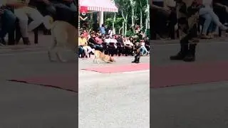BSF Dog Parade #bsf #army #indianarmy #lifeofbsf #dog #police #bsfpet #motivation #bsfedits #love
