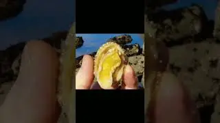 Limpet sea snails teeth is the hardest substance ever | english facts #shorts