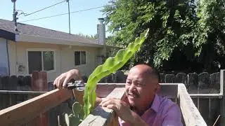 Tipping off Dragon Fruit branch and force new growth | Growing Pitaya