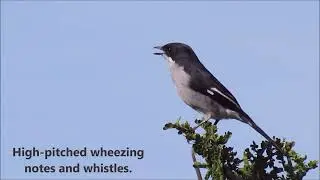 Fiscal Flycatcher singing