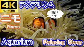 【4K映像 ニモ アクアリウム Nemo Aquarium】眠いニモ Sleeping Nimo（Relaxing Sleep Music）