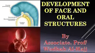 1- Introduction and development of face – Dr Wadhah embryology lectures.  د/ وضاح الحاج