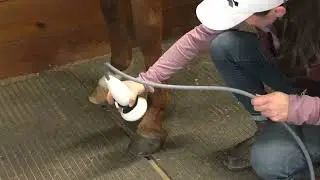 Hoof and Pastern Treatment