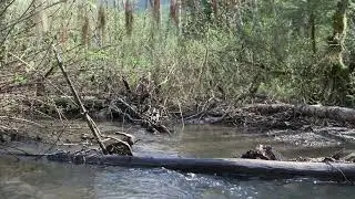 15 minutes in nature: relax at the Creek in May in Northwest BC
