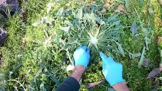 Il broccolo fiolaro