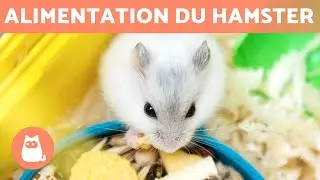 ALIMENTATION du HAMSTER 🐹🥜 Que mangent les hamsters ?