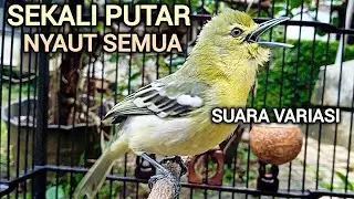 SEKALI PUTAR NYAUT SEMUA! SIRTU GACOR MENANTANG EMOSI LAWAN DENGAN SUARA SIRTU VARIASI SIRTU JANTAN