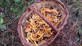 RECOLECTANDO SETAS Cantharellus lutescens, camagroc, angula de monte.
