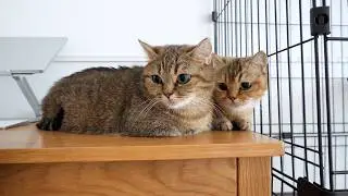 Cute cats watching the robot vacuum cleaner warily…