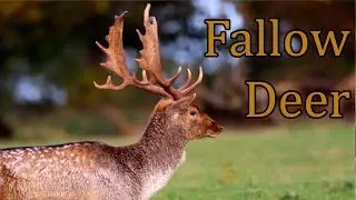 Fallow Deer During the Rutting Season - Holkham Hall, North Norfolk