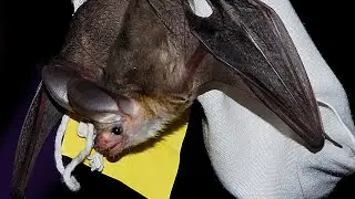 It's Bat Week in Utah!