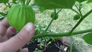 July 2024 Garden Tour