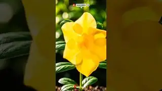 timelapse showing a Alamanda flower. #timelapse #flower #viral #fyp #plant #plants