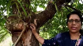 Modification of roots - Epiphytic roots/Clinging/Arial roots. CLASS 11
