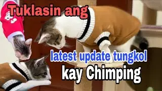 Tuklasin ang latest update tungkol kay Chimping #chimping #Meowlaッ