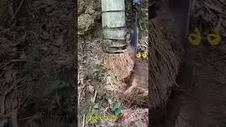 Satisfying work II Digging bamboo roots