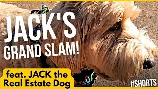 Jack's Grand Slam Challenge [feat. Jack the Real Estate Dog]