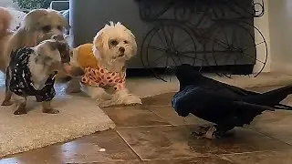 3 dogs vs 1 Raven #Corvid #Birds #Dog #Cute
