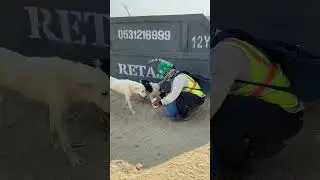 кормление бездомной собаки