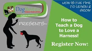How to Teach a Dog to Love a Harness
