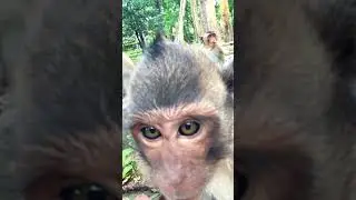 Selfies with Macaques Group #monkey