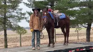 Registered Missouri Foxtrotter Gaited Trail Mare For Sale