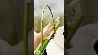 best gun with bambo #trending #viralvideo #bambogun #diyweapon #experiment #crazyinvention #lifehack