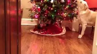 Dog eating candy canes off the Christmas tree!