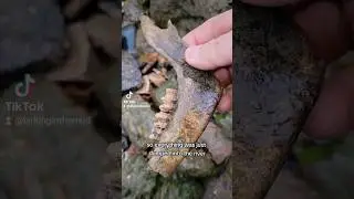 Finding a Jawbone - Mudlarking on The Thames