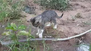 Funny cats Kitten playing with water